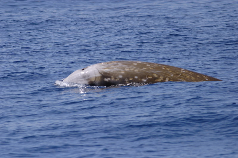  p>剑吻鲸 喜栖息于 a target="_blank" href="/item/深海区/2019915"