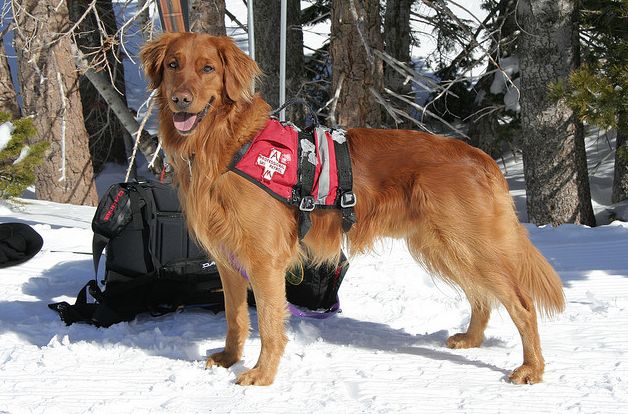  p>阿尔卑斯山的高山搜救犬(alpine search and rescue dogs;alpine