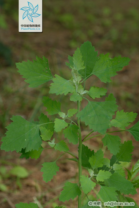  p>灰灰菜,(学名: i>chenopodium album  /i>linn)又名藜,别名野灰菜