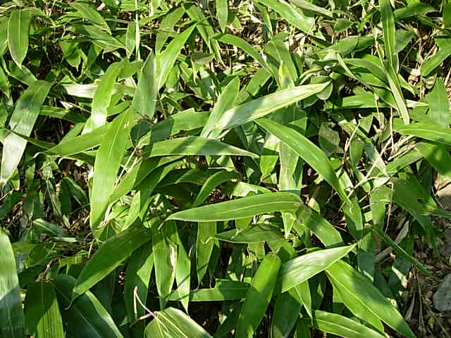 indocalamus bashanensis (c. d. chu et c. s. chao) h. r.