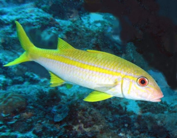  p>无斑拟羊鱼,学名: i>mulloidichthys vanicolensis /i>