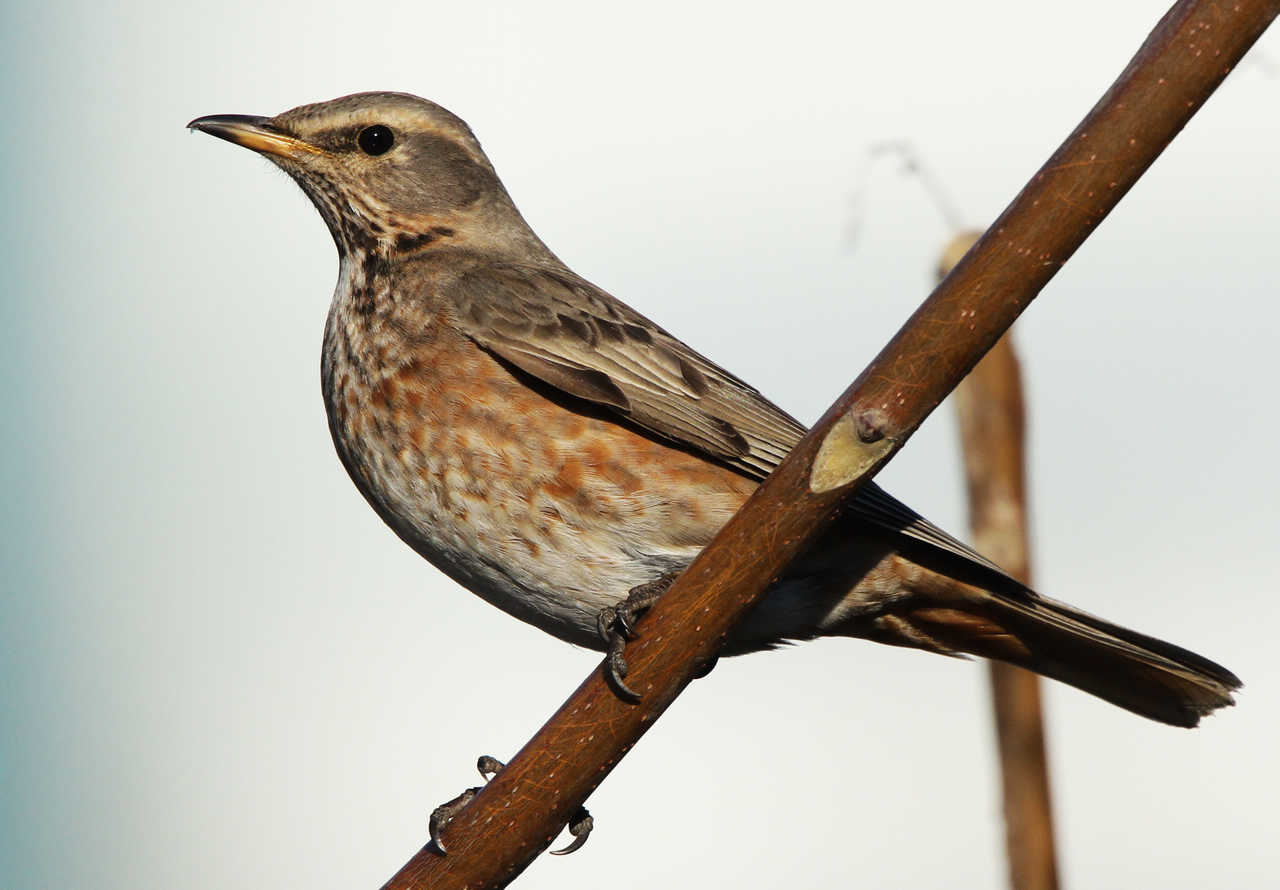  p>斑鸫(学名: i>turdus naumanni /i>):中型鸟类,体长20-24厘米.