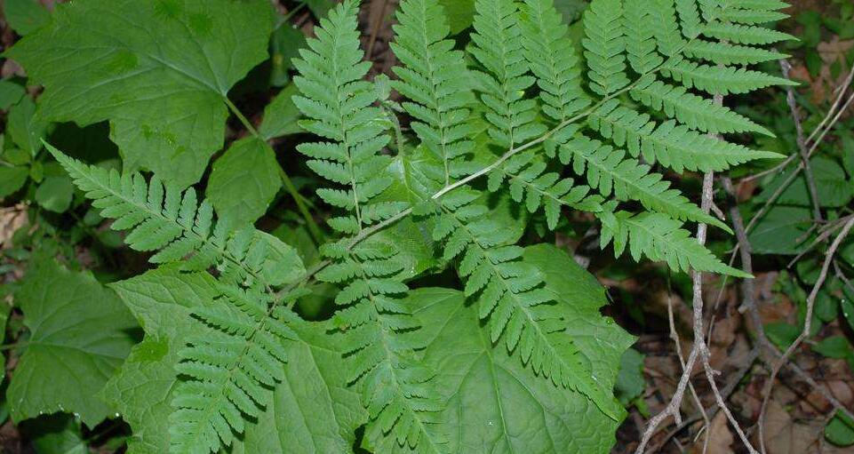  p>鱼鳞蕨植株高常1m以上.