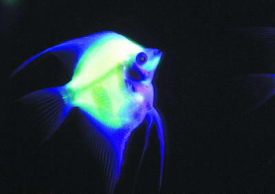 发光鱼