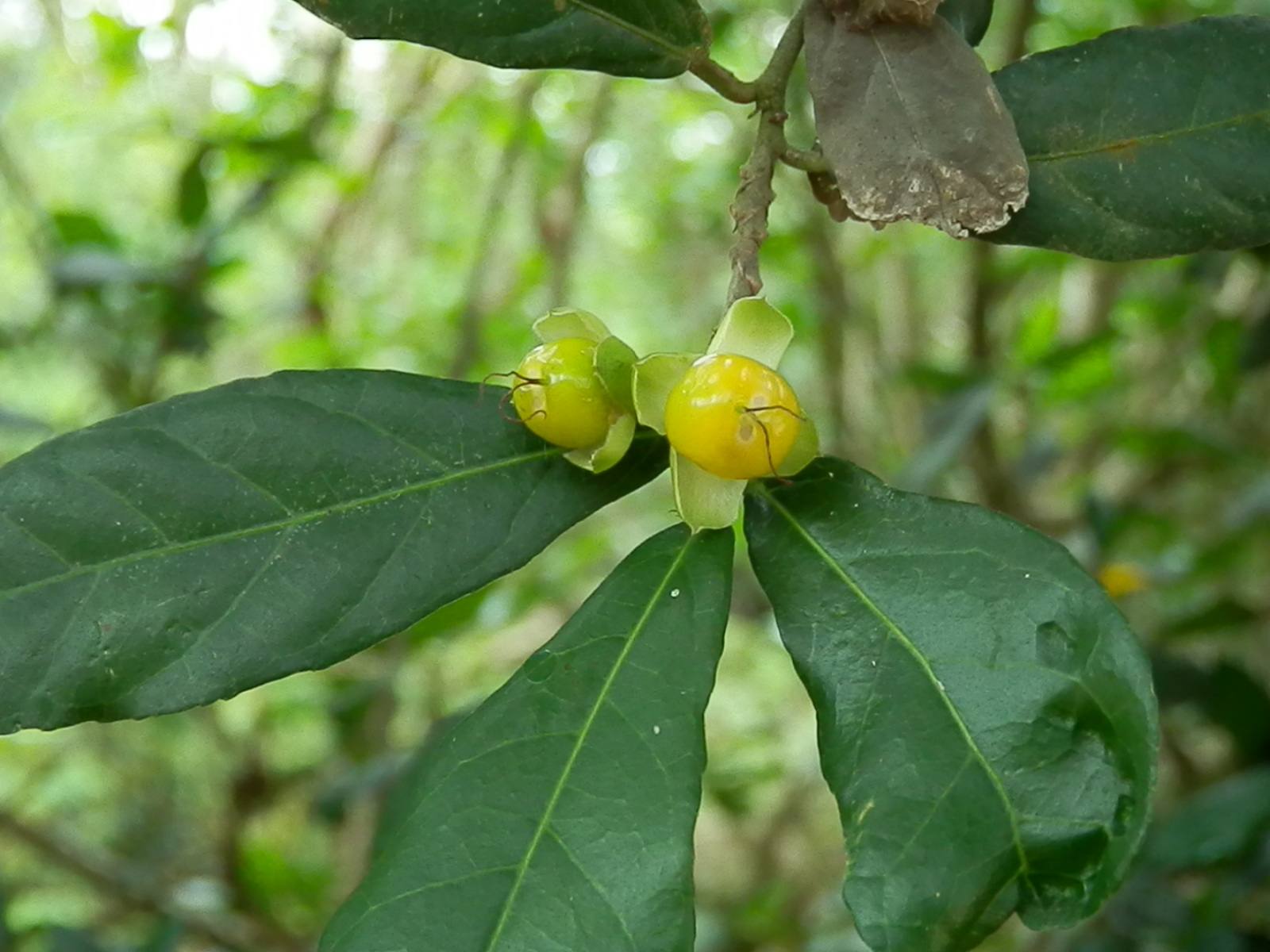 是桑科下的一个属,乔木或灌木,稀为藤状灌木.具乳状树液,有刺或无刺.