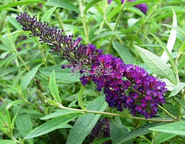 w. smith)是醉鱼草属 灌木的一种.