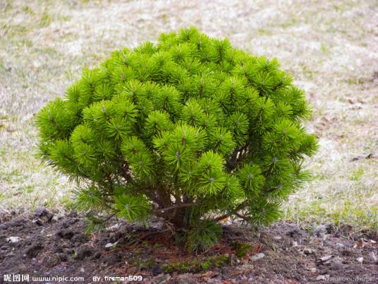 shrubbery_百度百科