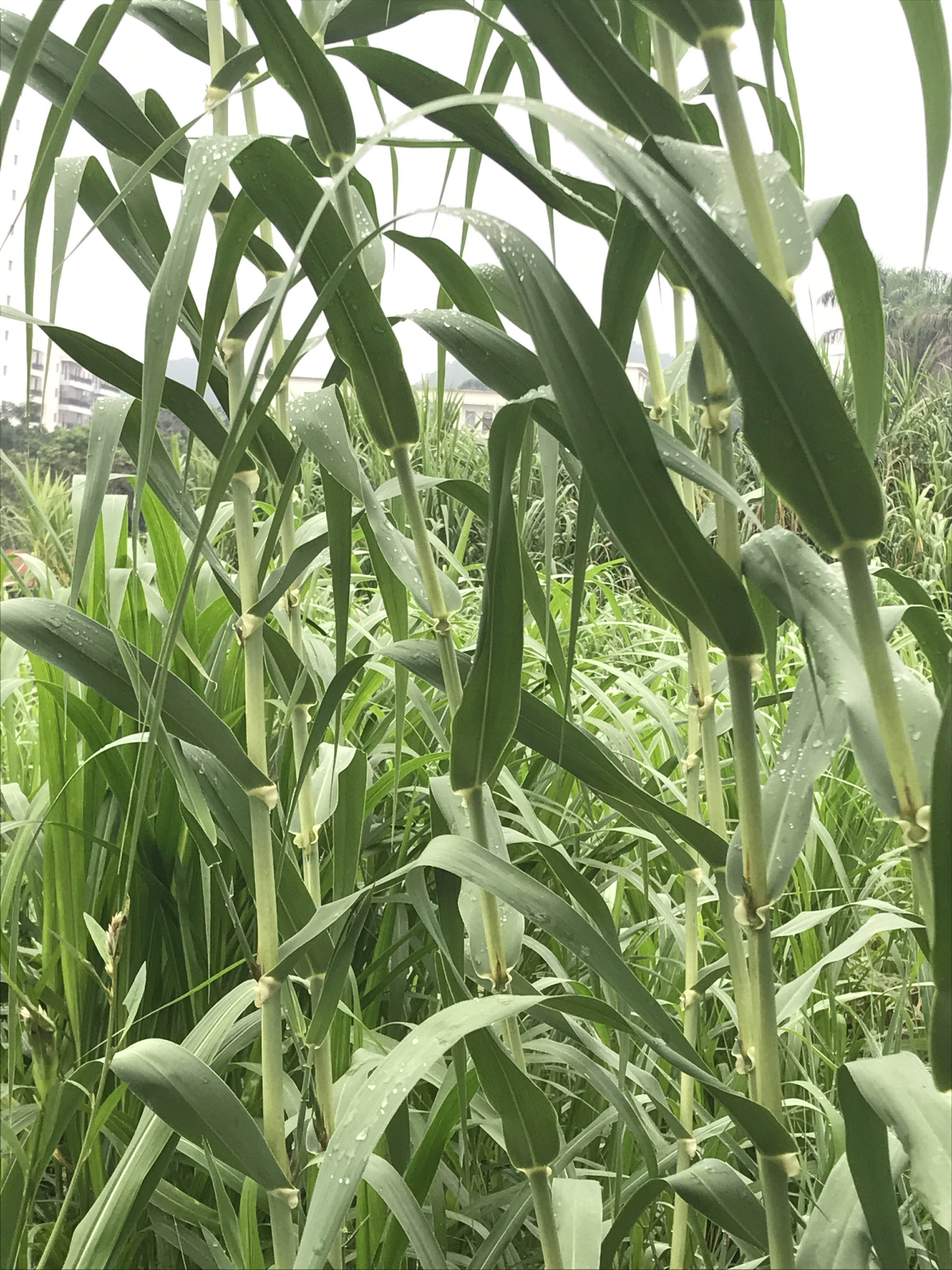  p>"绿洲一号"是菌草的一种,是非常适口的饲料,可以喂牛,羊,猪,鸡,鹅