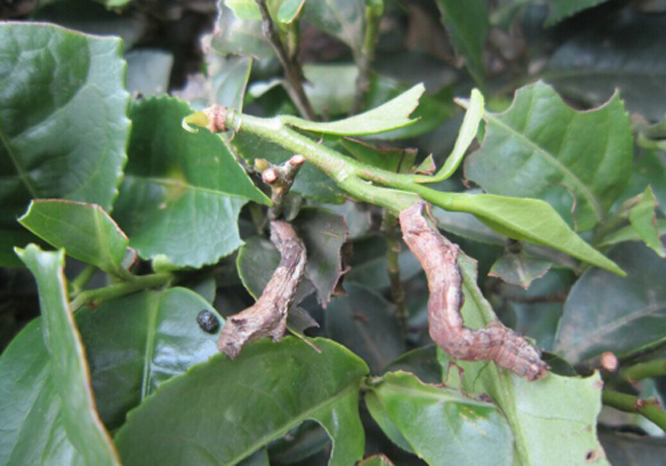 ectropis oblique hypulina wehrli