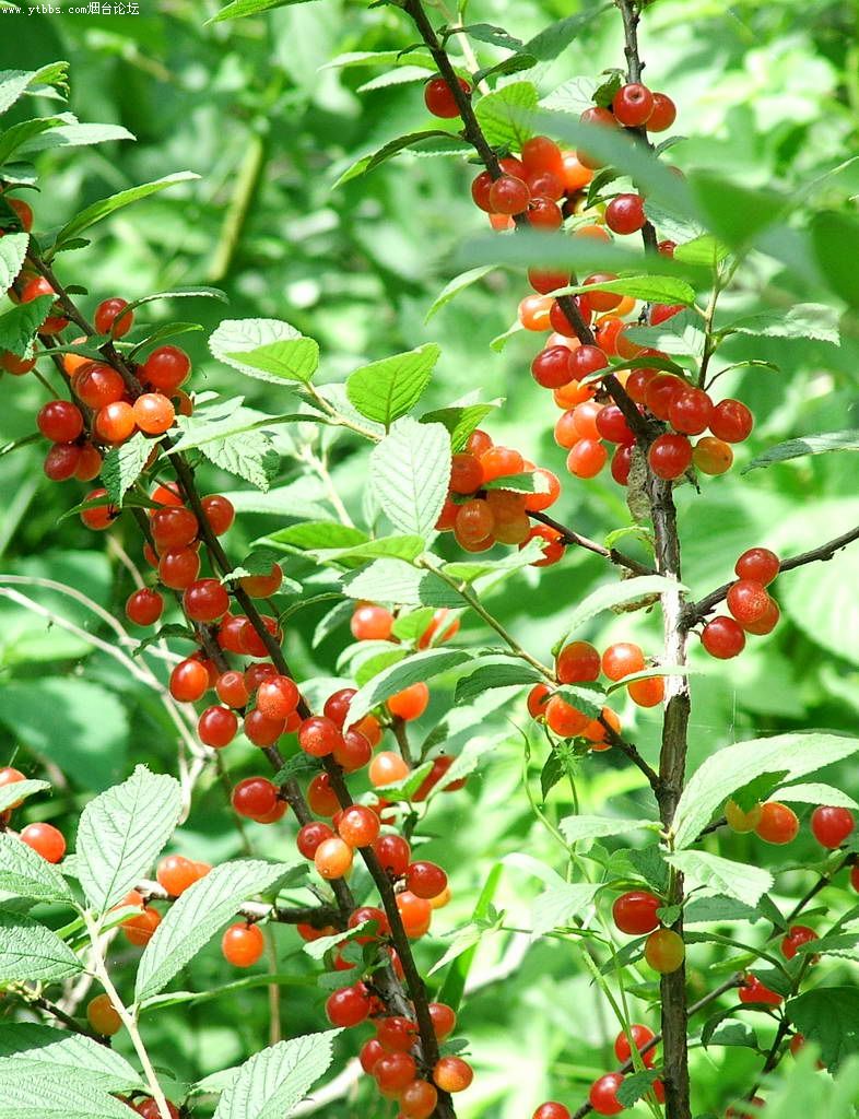  p>野樱桃,属 a href="#" data-lemmaid="229045">植物界 /a>,蔷薇科