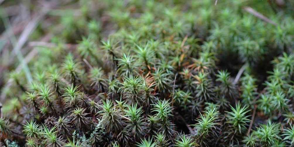  p>垫丛紫萼藓, a target="_blank" href="/item/植物/142914" data