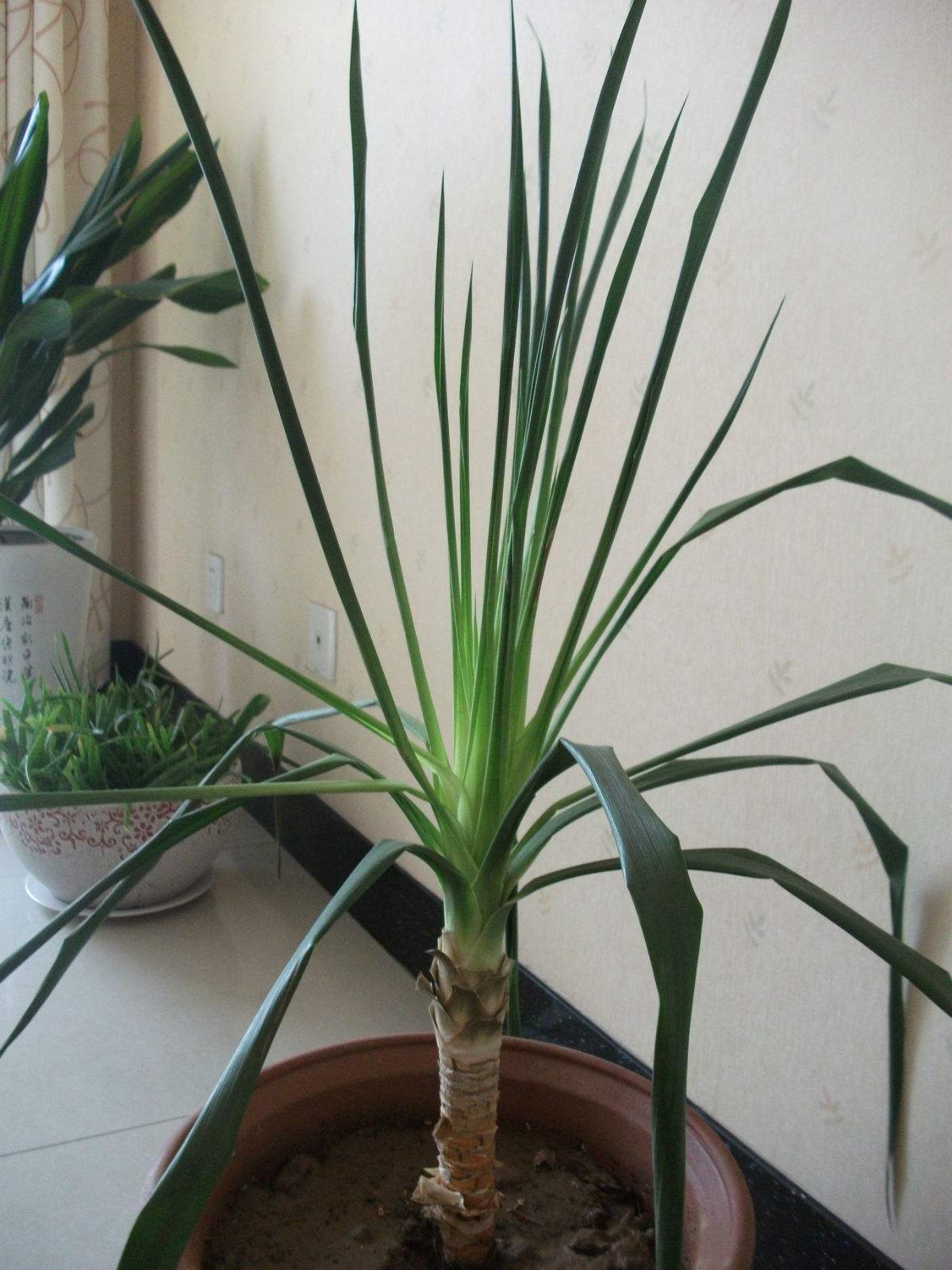  p data-id="gnwk6uhudx">龙须兰(学名:bulbophy