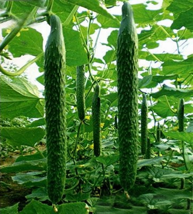 碧玉二号黄瓜