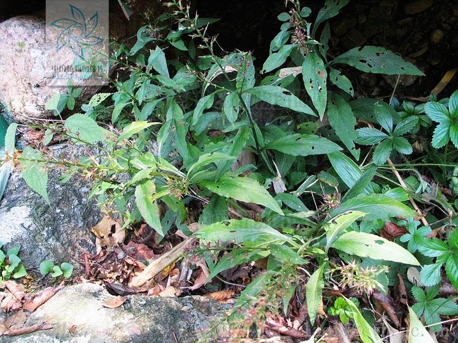 云贵腺药珍珠菜