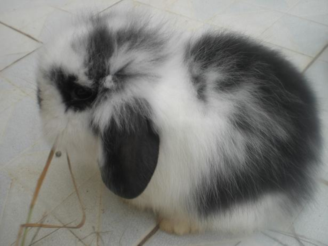 宠狮子兔,又名: a target="_blank" href="/item/狮子头兔/10446551"