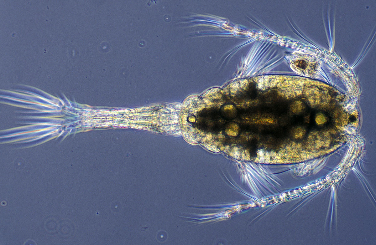 waterflea