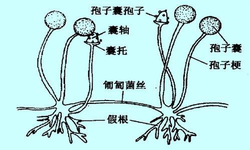  p>根霉菌属菌物界,真菌门, a target="_blank" href="/item/接合菌亚