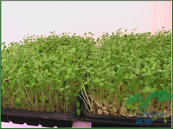 juss.) roem.),楝科香椿属多年生木本植物.