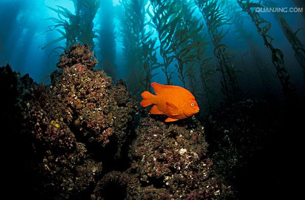  p>太平洋(pacific ocean)是世界上最大,最深,边缘海和岛屿最多的大洋