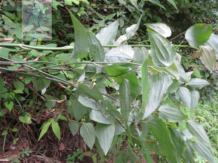  p>无刺菝葜,为 a href="#" data-lemmaid="1757999">菝葜属 /a>攀援