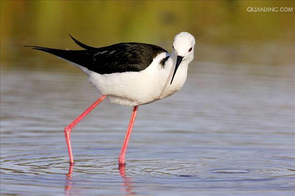  p>黑颈长脚鹬(学名: i>himantopus mexicanus /i>)是一种修长的黑白