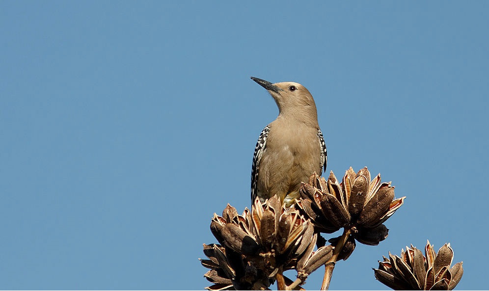  p>吉拉啄木鸟是属 a href="#">鴷形目 /a> a href="#" data-lemmaid=