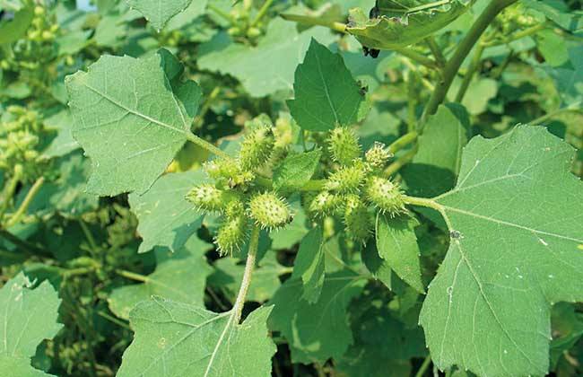  p>苍耳(学名 i>:xanthium sibiricum /i> patrin ex widder)是菊科