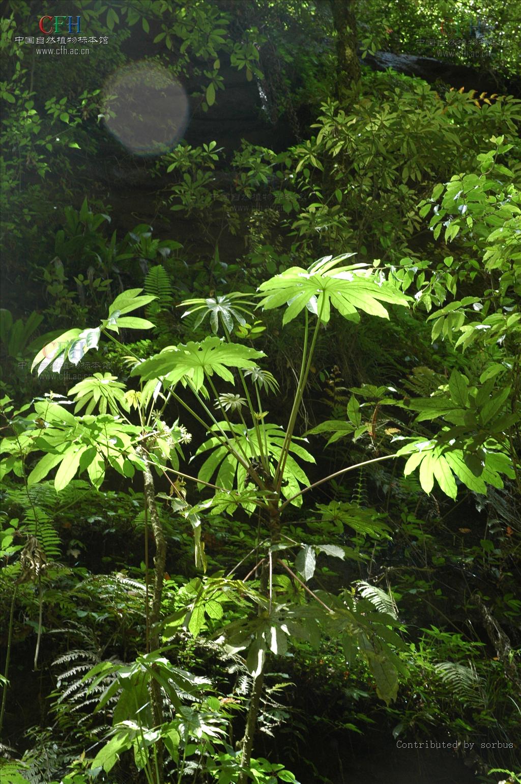 叶为单叶,叶片掌状分裂,稀不分裂;托叶与叶柄基部合生.