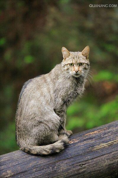  p>欧洲野猫,或称欧林猫,曾一度遍布欧洲大陆.