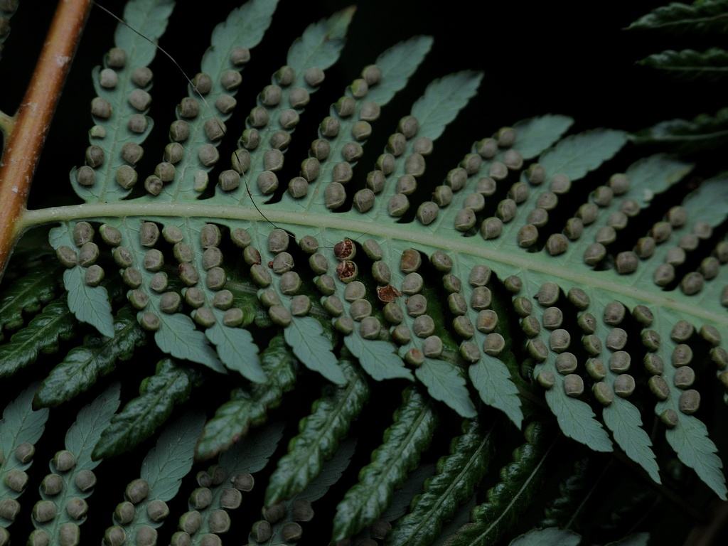  p>截基盾蕨(学名: i>neolepisorus truncatus /i> ching et p. s.