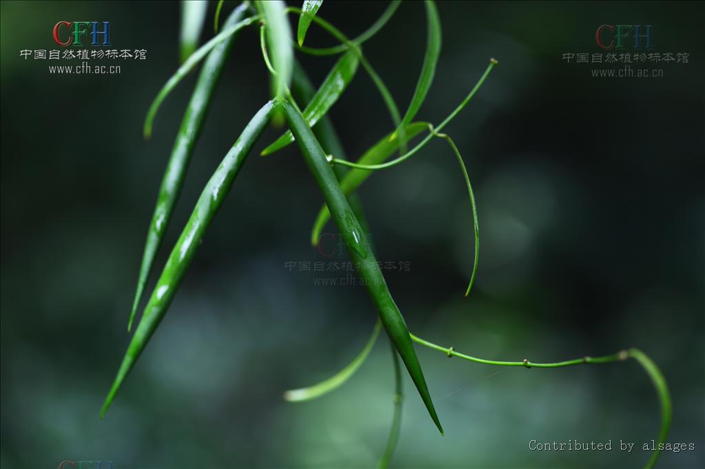  p>黑龙骨(学名:periploca forrestii schltr.