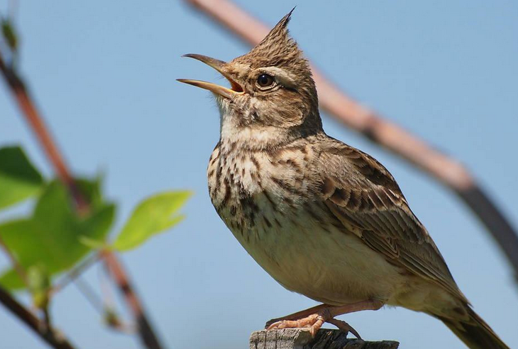  p>云雀(学名: i>alauda arvensis /i>)小型 a href="#" data-lemmaid