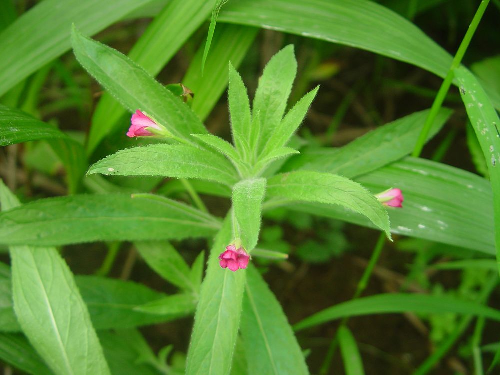  p> a target="_blank" href="/item/阔柱柳叶菜/1793598" data-lemma