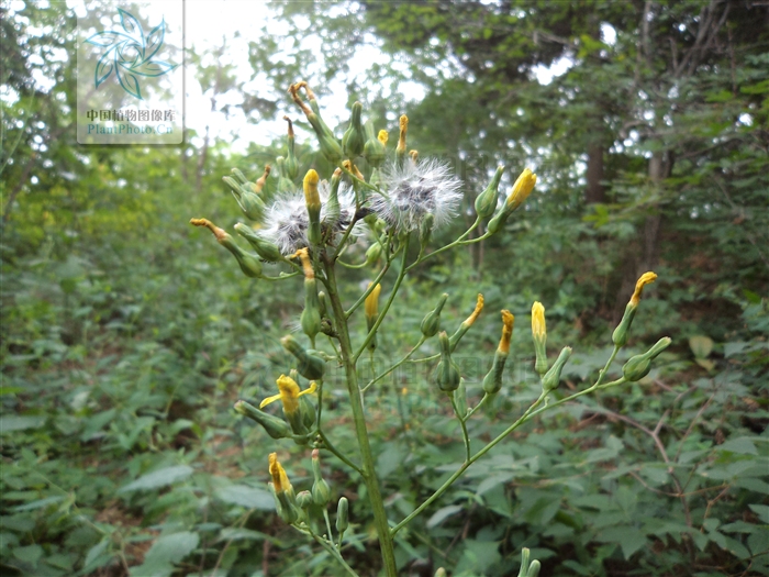  p> b>翼柄翅果菊 /b>(学名: i>pterocypsela triangulata /i>)是菊科