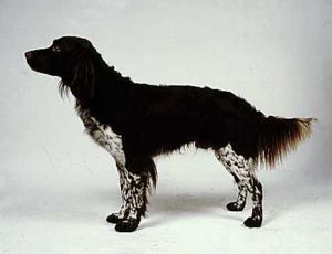 小明斯特兰德犬