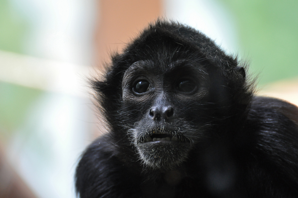  p>棕头蜘蛛猴(学名ateles fusciceps),是蜘蛛猴科的一种,属于新世界