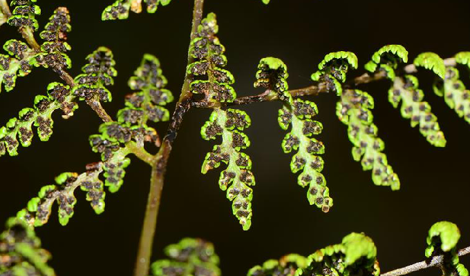  p>冷蕨属(学名:cystopteris)是蹄盖蕨科下一个