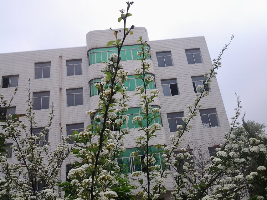 兴平市南郊高级中学