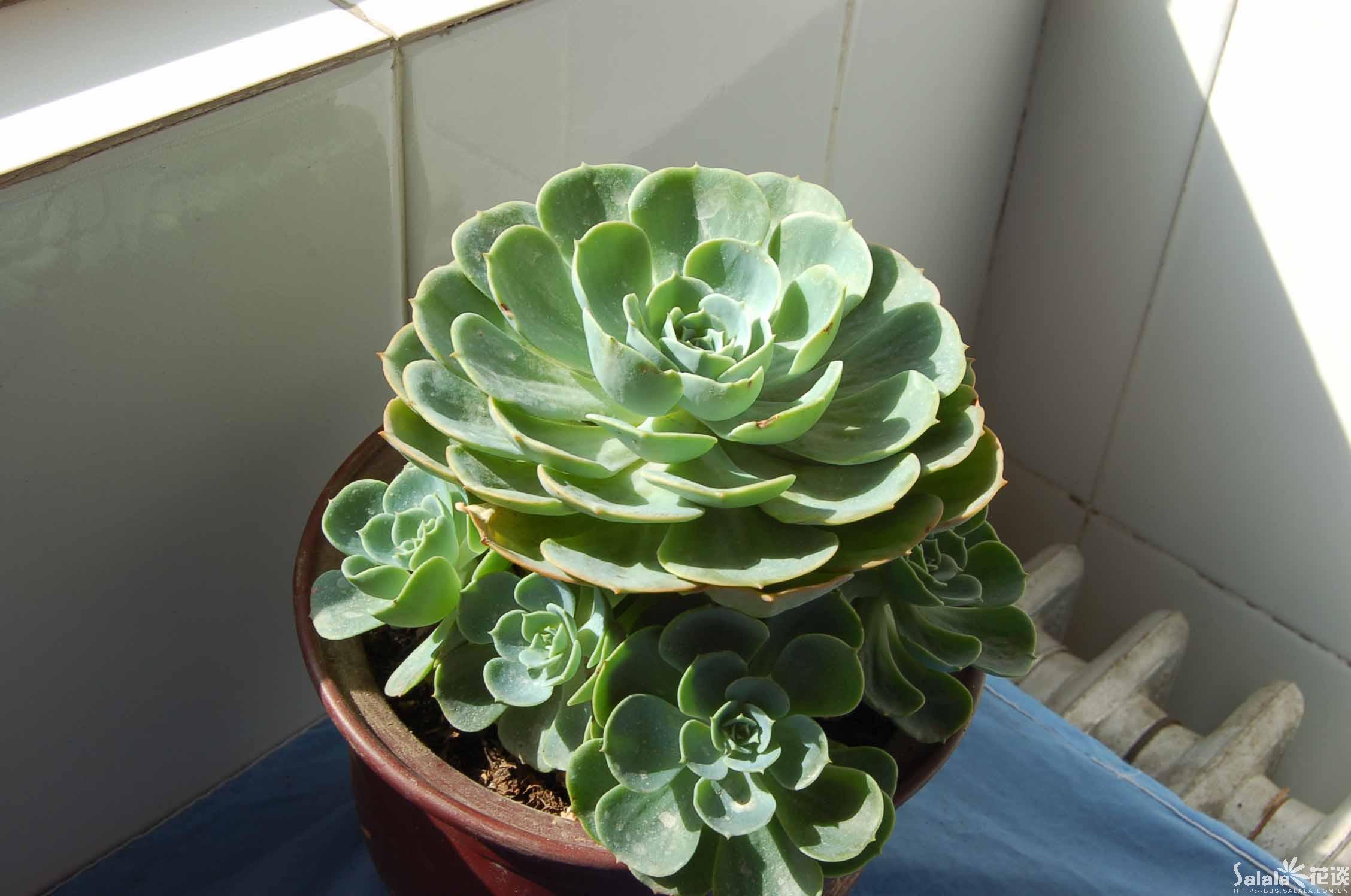 毛叶莲花掌