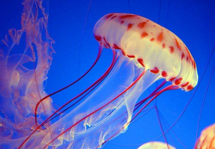 巨型海蜇