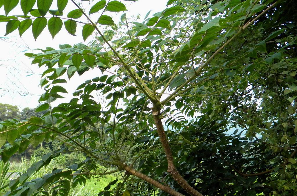  p>黄毛楤木(学名: aralia decaisneana hance),灌木,高1-5米,为 a