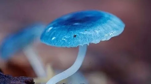 天蓝色蘑菇