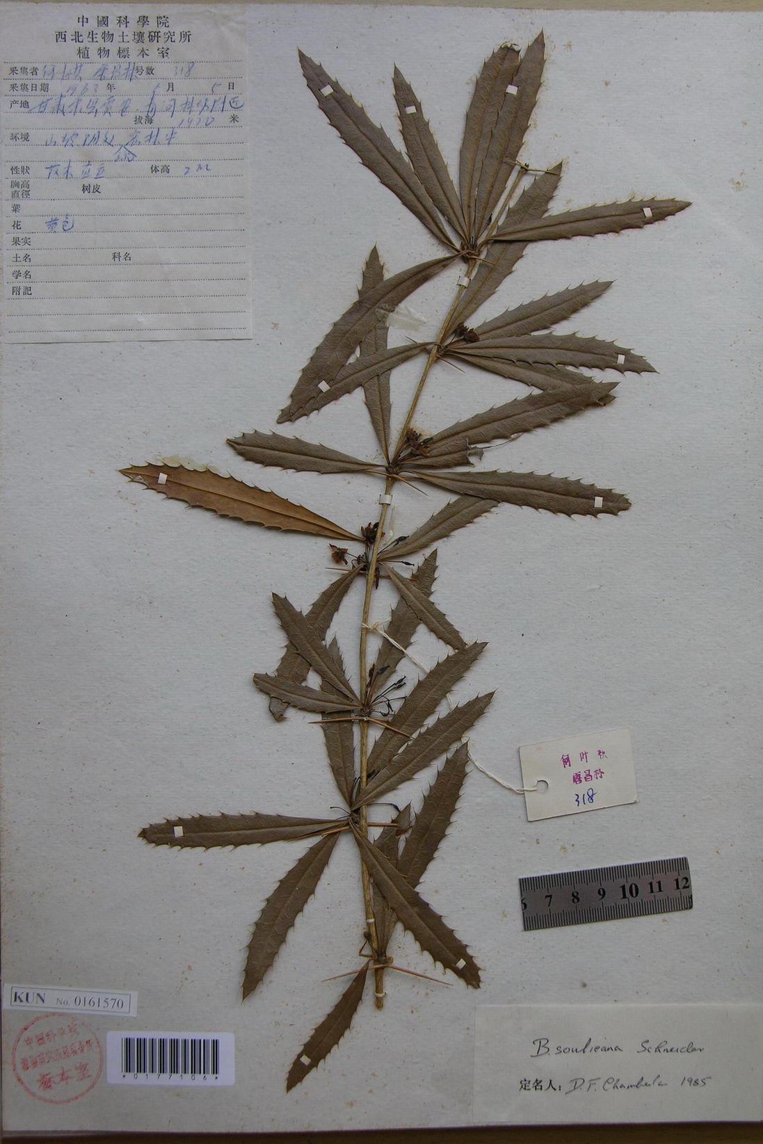  p>豪猪刺(学名: i>berberis julianae /i> schneid.