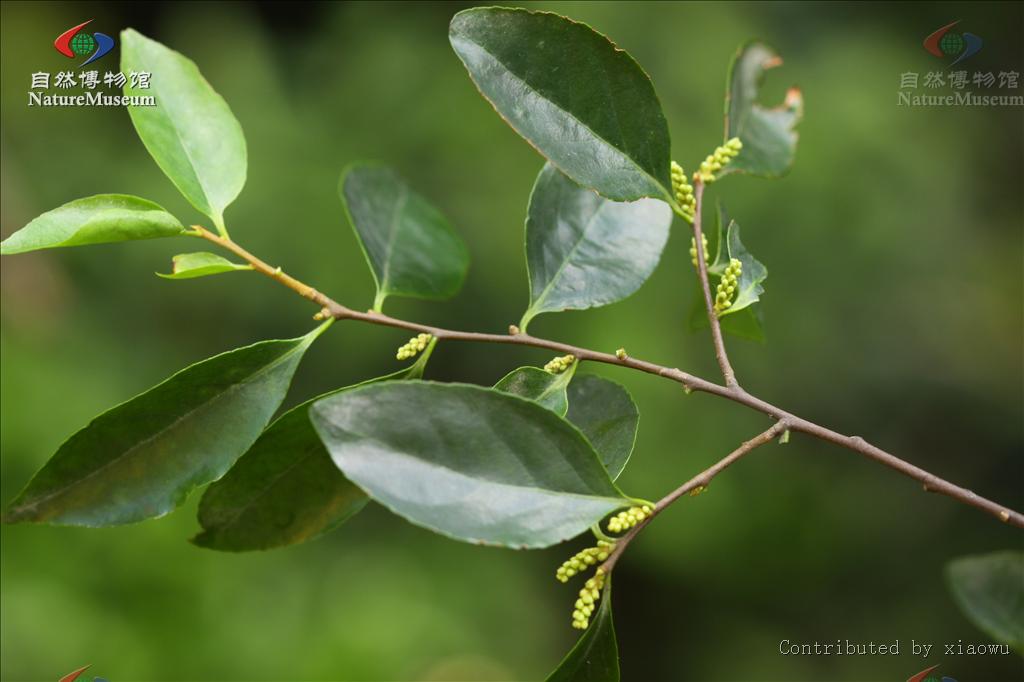  p>光叶山矾(学名:symplocos lancifolia sieb. et zucc.