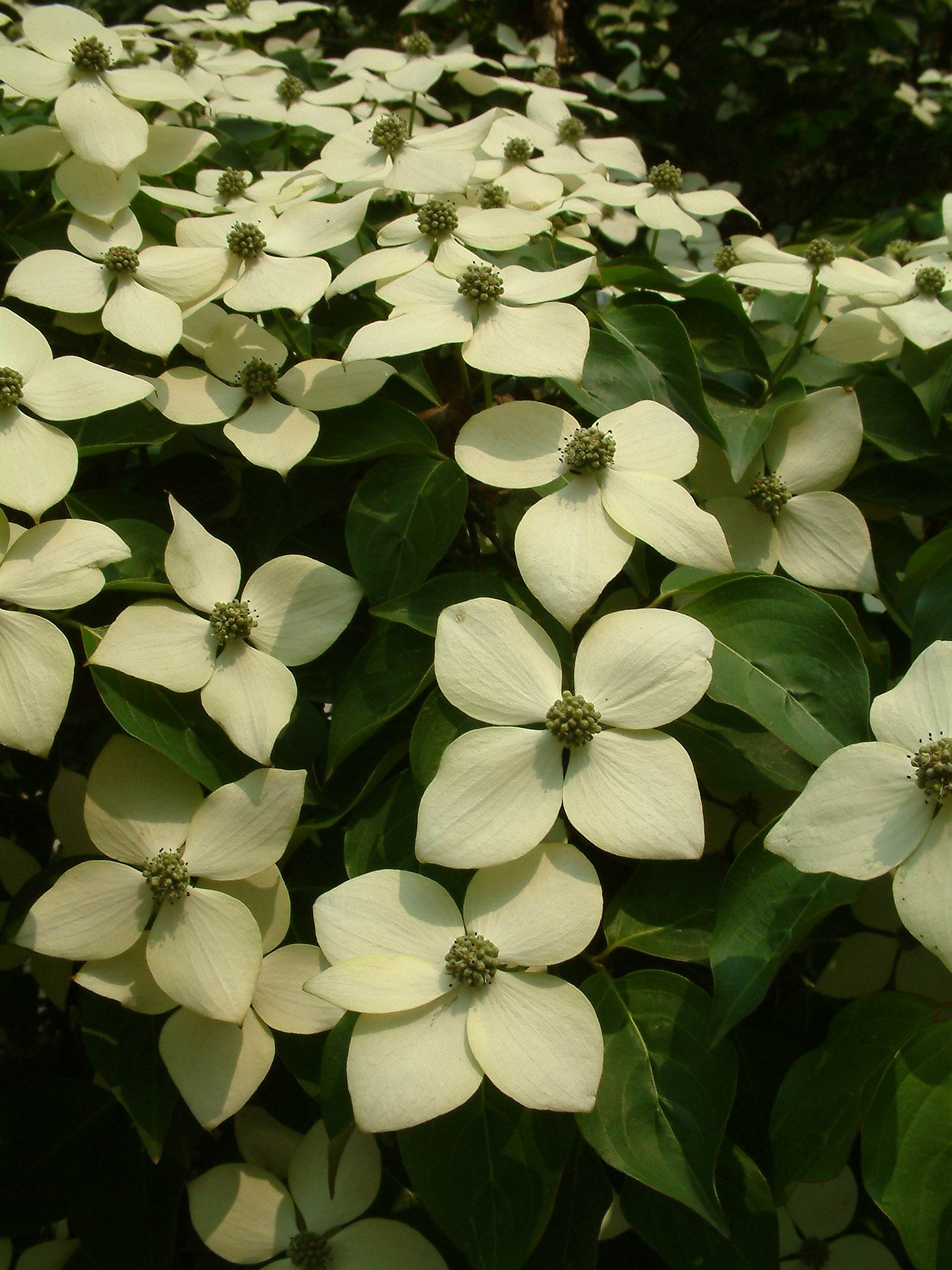 四照花属, a target="_blank" href="/item/山茱萸科/8514997" data