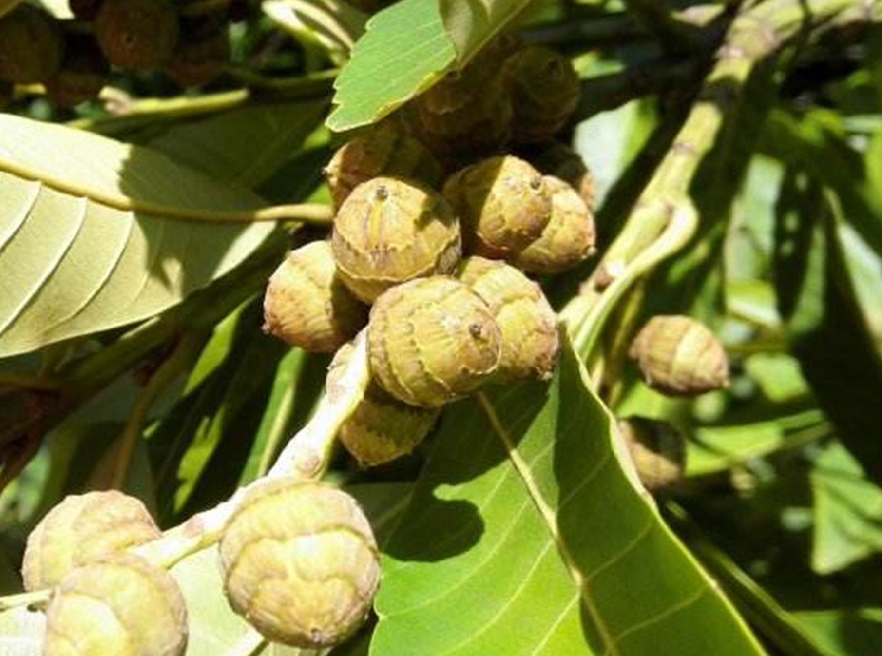  p>黧蒴锥(学名: i>castanopsis fissa /i> (champ. ex benth.) rehd.