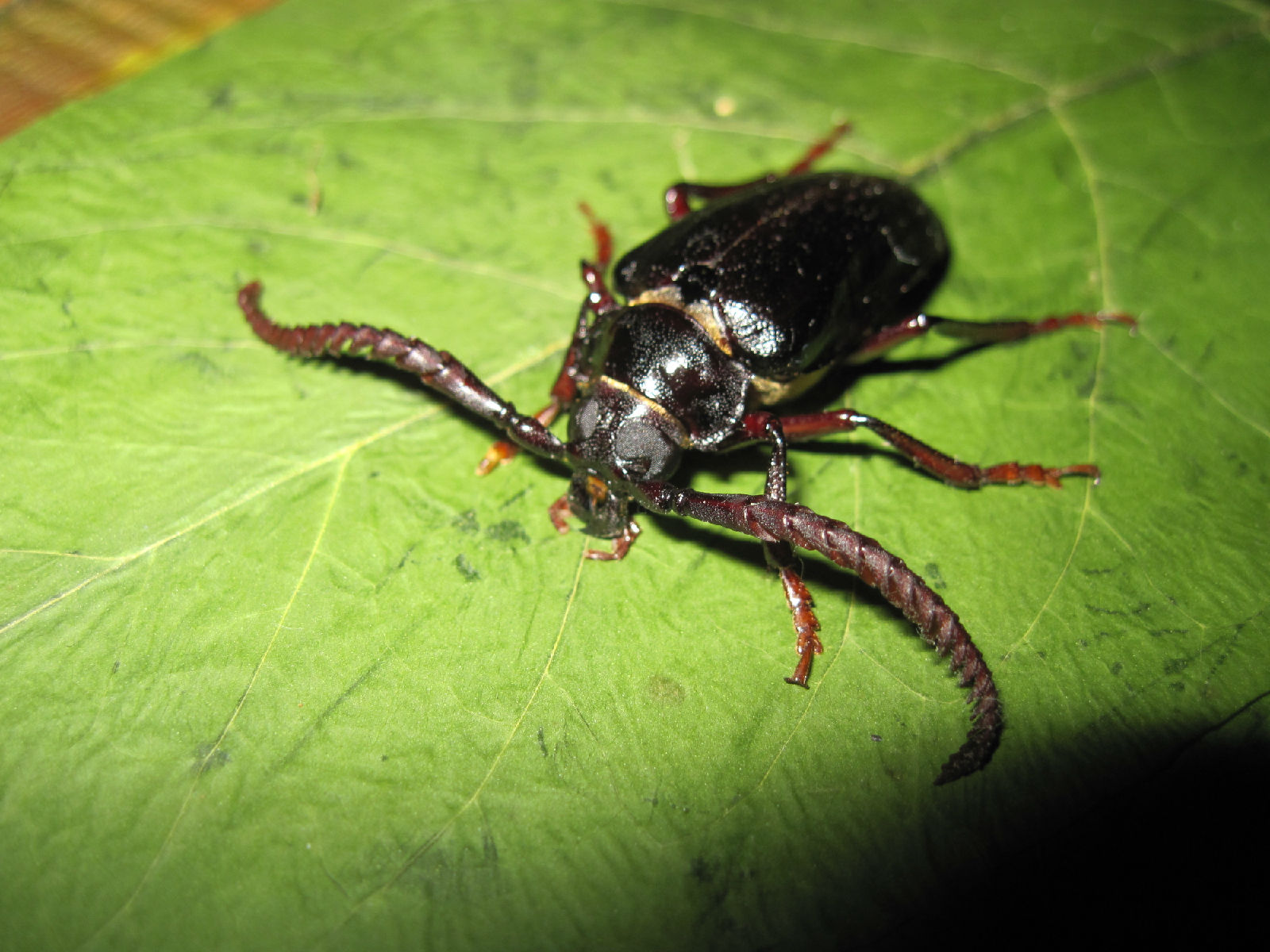 亚目 a target="_blank" href="/item/天牛科">天牛科 /a>昆虫的总称