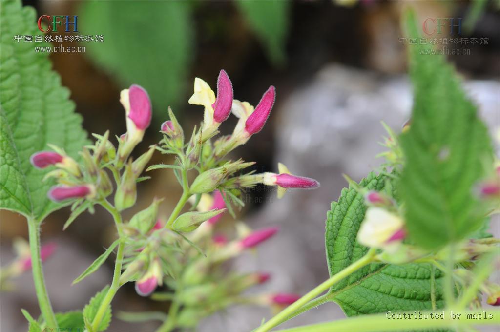 为唇形科植物冠唇花 i>microtoenainsuavis /i>(hance)prainexdunn的