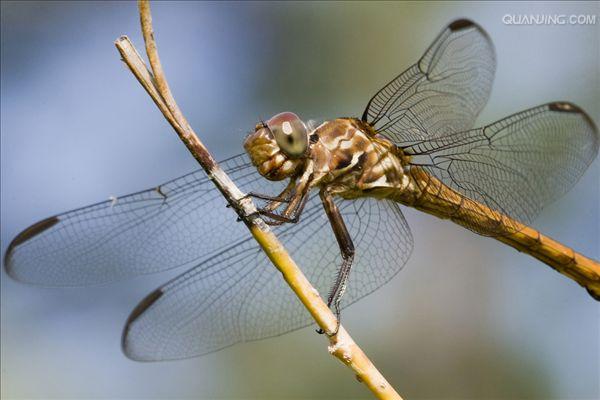蜻蜓目幼虫