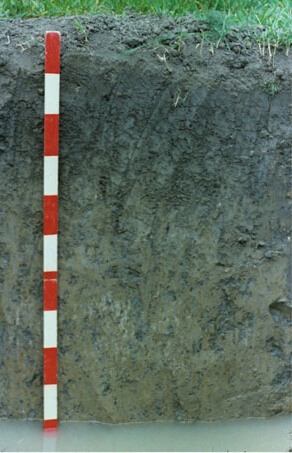  p>丰润黑姜土,属砂姜黑土亚类黑姜土土属.